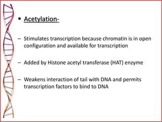  Acetylation-
– Stimulates transcription because chromatin is in open
configuration and available for transcription
– Added by Histone acetyl transferase (HAT) enzyme
– Weakens interaction of tail with DNA and permits
transcription factors to bind to DNA
 