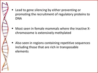  Lead to gene silencing by either preventing or
promoting the recruitment of regulatory proteins to
DNA
 Most seen in female mammals where the inactive X-
chromosome is extensively methylated
 Also seen in regions containing repetitive sequences
including those that are rich in transposable
elements
 