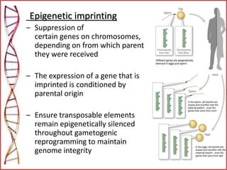 Epigenetic imprinting
‒ Suppression of
certain genes on chromosomes,
depending on from which parent
they were received
– The expression of a gene that is
imprinted is conditioned by
parental origin
– Ensure transposable elements
remain epigenetically silenced
throughout gametogenic
reprogramming to maintain
genome integrity
 
