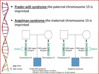  Prader-willi syndrome-the paternal chromosome 15 is
imprinted
 Angelman syndrome-the maternal chromosome 15 is
imprinted
 