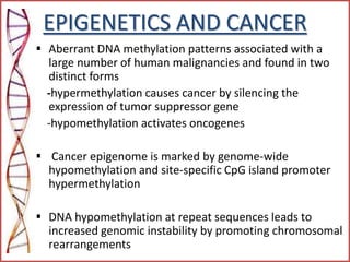 EPIGENETICS AND CANCER
 Aberrant DNA methylation patterns associated with a
large number of human malignancies and found in two
distinct forms
-hypermethylation causes cancer by silencing the
expression of tumor suppressor gene
-hypomethylation activates oncogenes
 Cancer epigenome is marked by genome-wide
hypomethylation and site-specific CpG island promoter
hypermethylation
 DNA hypomethylation at repeat sequences leads to
increased genomic instability by promoting chromosomal
rearrangements
 