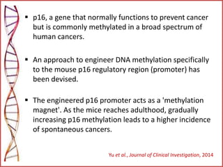  p16, a gene that normally functions to prevent cancer
but is commonly methylated in a broad spectrum of
human cancers.
 An approach to engineer DNA methylation specifically
to the mouse p16 regulatory region (promoter) has
been devised.
 The engineered p16 promoter acts as a 'methylation
magnet'. As the mice reaches adulthood, gradually
increasing p16 methylation leads to a higher incidence
of spontaneous cancers.
Yu et al., Journal of Clinical Investigation, 2014
 