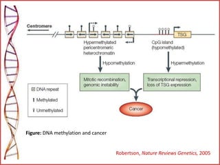 Robertson, Nature Reviews Genetics, 2005
Figure: DNA methylation and cancer
 