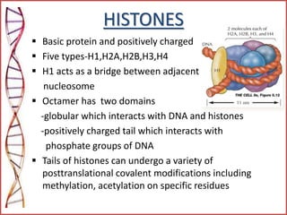 HISTONES
 Basic protein and positively charged
 Five types-H1,H2A,H2B,H3,H4
 H1 acts as a bridge between adjacent
nucleosome
 Octamer has two domains
-globular which interacts with DNA and histones
-positively charged tail which interacts with
phosphate groups of DNA
 Tails of histones can undergo a variety of
posttranslational covalent modifications including
methylation, acetylation on specific residues
 