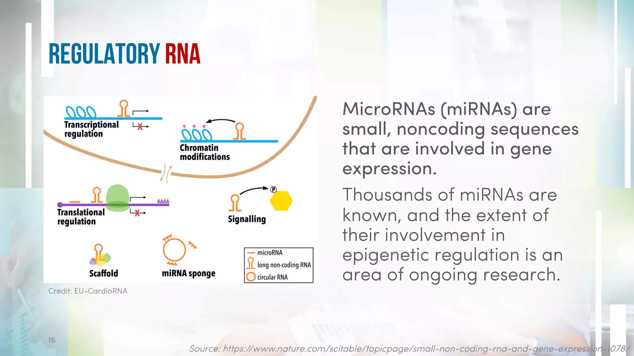 Regulatory RNA
15
MicroRNAs (miRNAs) are
small, noncoding sequences
that are involved in gene
expression.
Thousands of miRNAs are
known, and the extent of
their involvement in
epigenetic regulation is an
area of ongoing research.
Credit: EU-CardioRNA
Source: https://www.nature.com/scitable/topicpage/small-non-coding-rna-and-gene-expression-1078/