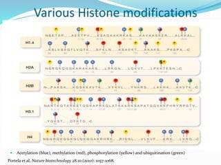 Various Histone modifications
 Acetylation (blue), methylation (red), phosphorylation (yellow) and ubiquitination (green)
Portela et al, Nature biotechnology 28.10 (2010): 1057-1068.
 