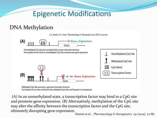 Epigenetic Modifications
DNA Methylation
(A) In an unmethylated state, a transcription factor may bind to a CpG site
and promote gene expression. (B) Alternatively, methylation of the CpG site
may alter the affinity between the transcription factor and the CpG site,
ultimately disrupting gene expression.
Hamm et al , Pharmacology & therapeutics 151 (2015): 72-86.
 