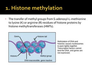 ▪ The transfer of methyl groups from S-adenosyl-L-methionine
to lysine (K) or arginine (R) residues of histone proteins by
histone methyltransferases (HMTs).
 