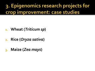 1. Wheat (Triticum sp)
2. Rice (Oryza sativa)
3. Maize (Zea mays)
 