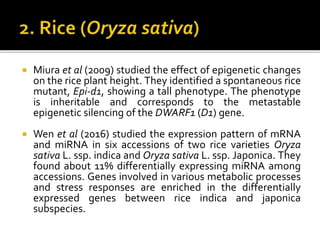  Miura et al (2009) studied the effect of epigenetic changes
on the rice plant height. They identified a spontaneous rice
mutant, Epi-d1, showing a tall phenotype. The phenotype
is inheritable and corresponds to the metastable
epigenetic silencing of the DWARF1 (D1) gene.
 Wen et al (2016) studied the expression pattern of mRNA
and miRNA in six accessions of two rice varieties Oryza
sativa L. ssp. indica and Oryza sativa L. ssp. Japonica. They
found about 11% differentially expressing miRNA among
accessions. Genes involved in various metabolic processes
and stress responses are enriched in the differentially
expressed genes between rice indica and japonica
subspecies.
 