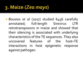  Bousios et al (2017) studied 6456 carefully
annotated; full-length Sirevirus LTR
retrotransposons in maize and showed that
their silencing is associated with underlying
characteristics of the TE sequences. They also
uncovered features of the host–TE
interactions in host epigenetic response
against pathogen.
 