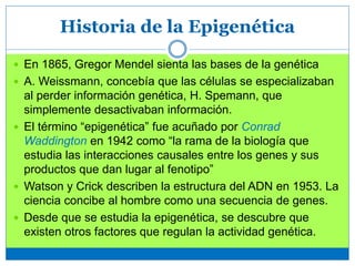 Historia de la Epigenética
 En 1865, Gregor Mendel sienta las bases de la genética
 A. Weissmann, concebía que las células se especializaban
al perder información genética, H. Spemann, que
simplemente desactivaban información.
 El término “epigenética” fue acuñado por Conrad
Waddington en 1942 como “la rama de la biología que
estudia las interacciones causales entre los genes y sus
productos que dan lugar al fenotipo”
 Watson y Crick describen la estructura del ADN en 1953. La
ciencia concibe al hombre como una secuencia de genes.
 Desde que se estudia la epigenética, se descubre que
existen otros factores que regulan la actividad genética.
 
