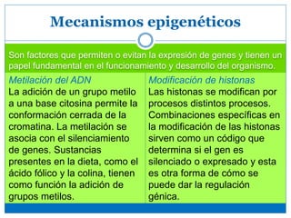 Son factores que permiten o evitan la expresión de genes y tienen un
papel fundamental en el funcionamiento y desarrollo del organismo.
Mecanismos epigenéticos
Metilación del ADN
La adición de un grupo metilo
a una base citosina permite la
conformación cerrada de la
cromatina. La metilación se
asocia con el silenciamiento
de genes. Sustancias
presentes en la dieta, como el
ácido fólico y la colina, tienen
como función la adición de
grupos metilos.
Modificación de histonas
Las histonas se modifican por
procesos distintos procesos.
Combinaciones específicas en
la modificación de las histonas
sirven como un código que
determina si el gen es
silenciado o expresado y esta
es otra forma de cómo se
puede dar la regulación
génica.
 