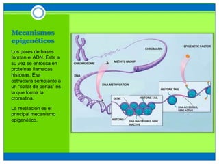 Mecanismos
epigenéticos
Los pares de bases
forman el ADN. Éste a
su vez se enrosca en
proteínas llamadas
histonas. Esa
estructura semejante a
un “collar de perlas” es
la que forma la
cromatina.
La metilación es el
principal mecanismo
epigenético.
 