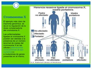 Cromosoma X
El ejemplo más claro de
impronta genómica se
da en la regulación de la
dosis compensatoria
del cromosoma X.
Las enfermedades
ligadas al cromosoma X
pueden ser debidas a la
presencia de un número
anormal de copias del
cromosoma X en las
células (aberraciones
cromosómicas de tipo
numérico) o
a mutaciones de genes
presentes en el mismo.
 