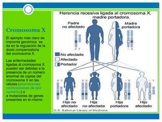 Cromosoma X
El ejemplo más claro de
impronta genómica se
da en la regulación de la
dosis compensatoria
del cromosoma X.
Las enfermedades
ligadas al cromosoma X
pueden ser debidas a la
presencia de un número
anormal de copias del
cromosoma X en las
células (aberraciones
cromosómicas de tipo
numérico) o
a mutaciones de genes
presentes en el mismo.
 