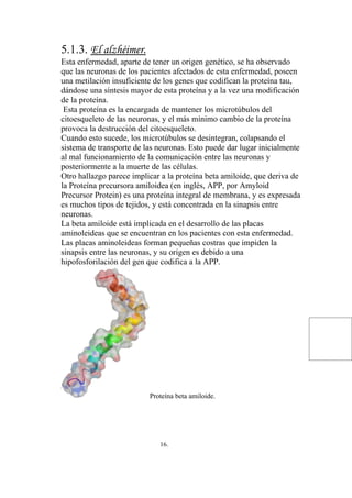 5.1.3. El alzhéimer.
Esta enfermedad, aparte de tener un origen genético, se ha observado
que las neuronas de los pacientes afectados de esta enfermedad, poseen
una metilación insuficiente de los genes que codifican la proteína tau,
dándose una síntesis mayor de esta proteína y a la vez una modificación
de la proteína.
 Esta proteína es la encargada de mantener los microtúbulos del
citoesqueleto de las neuronas, y el más mínimo cambio de la proteína
provoca la destrucción del citoesqueleto.
Cuando esto sucede, los microtúbulos se desintegran, colapsando el
sistema de transporte de las neuronas. Esto puede dar lugar inicialmente
al mal funcionamiento de la comunicación entre las neuronas y
posteriormente a la muerte de las células.
Otro hallazgo parece implicar a la proteína beta amiloide, que deriva de
la Proteína precursora amiloidea (en inglés, APP, por Amyloid
Precursor Protein) es una proteína integral de membrana, y es expresada
es muchos tipos de tejidos, y está concentrada en la sinapsis entre
neuronas.
La beta amiloide está implicada en el desarrollo de las placas
aminoleideas que se encuentran en los pacientes con esta enfermedad.
Las placas aminoleideas forman pequeñas costras que impiden la
sinapsis entre las neuronas, y su origen es debido a una
hipofosforilación del gen que codifica a la APP.




                          Proteína beta amiloide.




                             16.
 