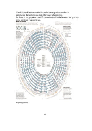 En el Reino Unido se están llevando investigaciones sobre la
acetilación de las histonas por diferentes laboratorios.
En Francia un grupo de científicos están estudiando la conexión que hay
entre genética y epigenética.




Mapa epigenético.




                               19.
 