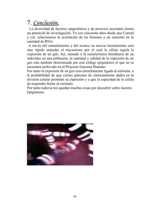 7. Conclusión.
  La diversidad de factores epigenéticos y de procesos asociados tienen
un potencial de investigación. Ya son cincuenta años desde que Conrad
y col. relacionaron la acetilación de las histonas a un aumento en la
cantidad de RNA.
 A través del entendimiento y del avance en nuevas herramientas será
mas rápido entender el mecanismo por el cual la célula regula la
expresión de un gen. Así, sumado a la característica hereditaria de un
individuo en una población, la cantidad y calidad de la expresión de un
gen esta también determinada por este código epigenético el que no se
encuentra archivado en el Proyecto Genoma Humano
Por tanto la expresión de un gen esta estrechamente ligada al estímulo, a
la probabilidad de que ciertos patrones de silenciamiento dados en la
división celular permitan su expresión y a que la capacidad de la célula
de responder frente al estimulo.
Por tanto todavía nos quedan muchas cosas por descubrir sobre nuestro
Epigenoma.




                               20.
 