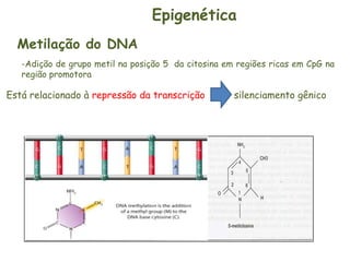Epigenética
  Metilação do DNA
   -Adição de grupo metil na posição 5 da citosina em regiões ricas em CpG na
   região promotora

Está relacionado à repressão da transcrição          silenciamento gênico
 
