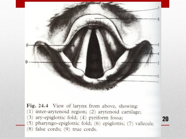 Epiglotitis, Faringitis, Laringitis & Trakeitis