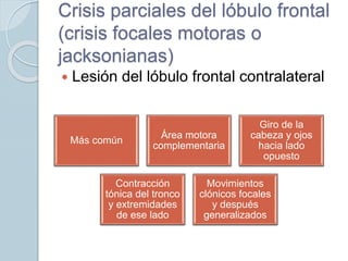 Crisis parciales del lóbulo frontal
(crisis focales motoras o
jacksonianas)
 Lesión del lóbulo frontal contralateral
Más común
Área motora
complementaria
Giro de la
cabeza y ojos
hacia lado
opuesto
Contracción
tónica del tronco
y extremidades
de ese lado
Movimientos
clónicos focales
y después
generalizados
 