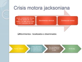 Crisis motora jacksoniana
Inicio: contracción tónica
de los dedos de una
mano, un lado de la cara
o los musculos del pie
Movimientos clónicos Contracción tónica
Movimientos : localizados o diseminados
Forma “clásica”
Crisis convulsiva
se extiende desde
la mano al brazo,
la cara y la pierna
Pie y se disemina
por pierna, brazo
y cara
20-30 seg
 
