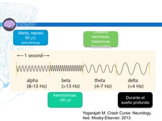Yogarajah M. Crash Curse: Neurology.
4ed. Mosby-Elsevier; 2013
Alerta, reposo
50 μV,
sincrónicas
Asincrónicas,
<50 μV
Estados
nerviosos,
trastornos
neuronales
Durante el
sueño profundo
 