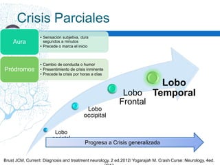 Crisis Parciales
Lobo
parietal
Lobo
occipital
Lobo
Frontal
Lobo
Temporal
Brust JCM. Current: Diagnosis and treatment neurology. 2 ed.2012/ Yogarajah M. Crash Curse: Neurology. 4ed.
Progresa a Crisis generalizada
• Sensación subjetiva, dura
segundos a minutos
• Precede o marca el inicio
Aura
• Cambio de conducta o humor
• Presentimiento de crisis inminente
• Precede la crisis por horas a días
Pródromos
 