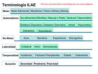 Tónico Clónico AtónicaMioclónicaMotor ElementalMotor
Terminología ILAE
Mimético Manual o Pedio Gestural HipercinéticoOro-alimenticioAutomatismo
Disfásico HipocinéticoDispráxico Gelástico Dacrístico Verbal
Interactivo Espontáneo
Sensitiva Experiencia DiscognitivaAuraNo Motor
Hemi- GeneralizadaUnilateralLateralidad
EstadoFactores PrecipitantesIncidenciaTemporalidad Catamenial
Post-IctalProdromoSeveridadDuración
Términos que describen la semiología de una crisis epiléptica
 