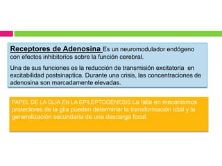 Receptores de Adenosina Es un neuromodulador endógeno
con efectos inhibitorios sobre la función cerebral.
Una de sus funciones es la reducción de transmisión excitatoria en
excitabilidad postsinaptica. Durante una crisis, las concentraciones de
adenosina son marcadamente elevadas.


PAPEL DE LA GLIA EN LA EPILEPTOGENESIS La falla en mecanismos
protectores de la glia pueden determinar la transformación ictal y la
generalización secundaria de una descarga focal.
 