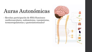 Auras Autonómicas
• Revelan participación de SNA (funciones
cardiovasculares, sudomotoras, vasomotoras,
termorregulatorias y gastrointestinales)
 