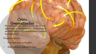 Crisis
Generalizadas
• Se originan en algún punto de la red
neuronal y rápidamente involucran y
se distribuyen bilateralmente (ambos
hemisferios)
Pueden incluir:
1. Estructuras corticales
2. Estructuras subcorticales
 