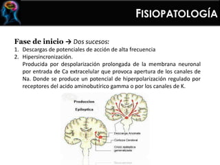 FISIOPATOLOGÍA
Fase de inicio → Dos sucesos:
1. Descargas de potenciales de acción de alta frecuencia
2. Hipersincronización.
Producida por despolarización prolongada de la membrana neuronal
por entrada de Ca extracelular que provoca apertura de los canales de
Na. Donde se produce un potencial de hiperpolarización regulado por
receptores del acido aminobutírico gamma o por los canales de K.
 