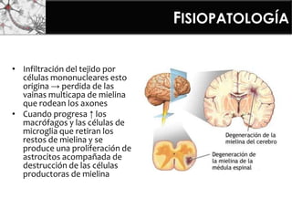 • Infiltración del tejido por
células mononucleares esto
origina → perdida de las
vainas multicapa de mielina
que rodean los axones
• Cuando progresa ↑ los
macrófagos y las células de
microglia que retiran los
restos de mielina y se
produce una proliferación de
astrocitos acompañada de
destrucción de las células
productoras de mielina
FISIOPATOLOGÍA
 