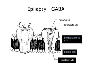 Epilepsy—GABA
GABA siteGABA site
Barbiturate siteBarbiturate site
 