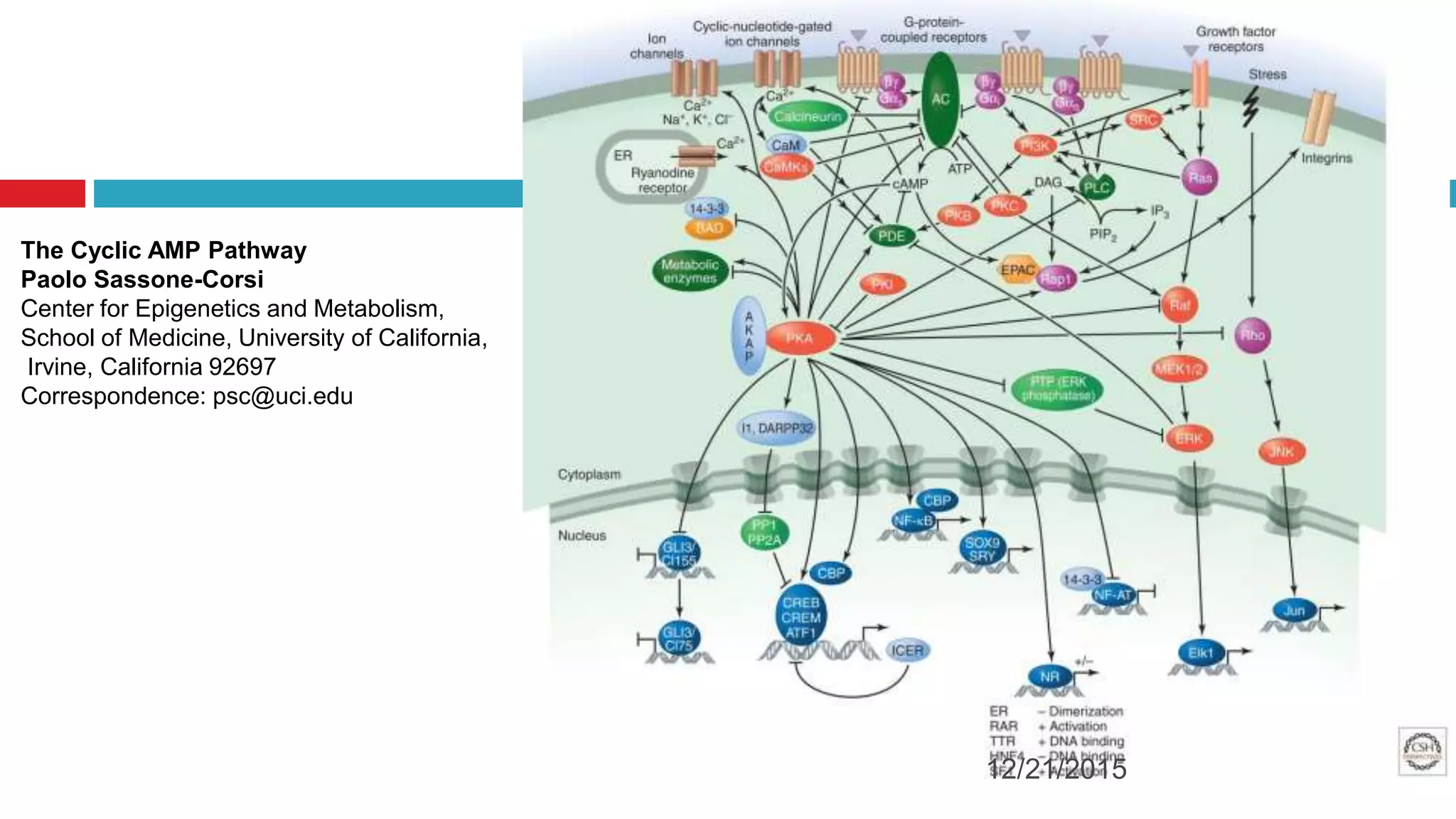 The Cyclic AMP Pathway
Paolo Sassone-Corsi
Center for Epigenetics and Metabolism,
School of Medicine, University of California,
Irvine, California 92697
Correspondence: psc@uci.edu
12/21/2015
 