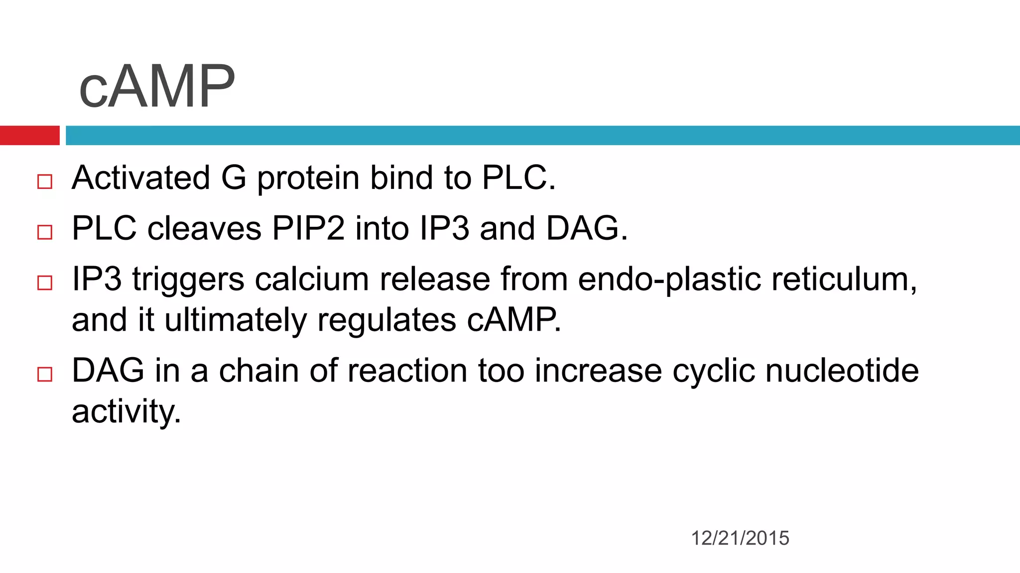 cAMP
 Activated G protein bind to PLC.
 PLC cleaves PIP2 into IP3 and DAG.
 IP3 triggers calcium release from endo-plastic reticulum,
and it ultimately regulates cAMP.
 DAG in a chain of reaction too increase cyclic nucleotide
activity.
12/21/2015
 