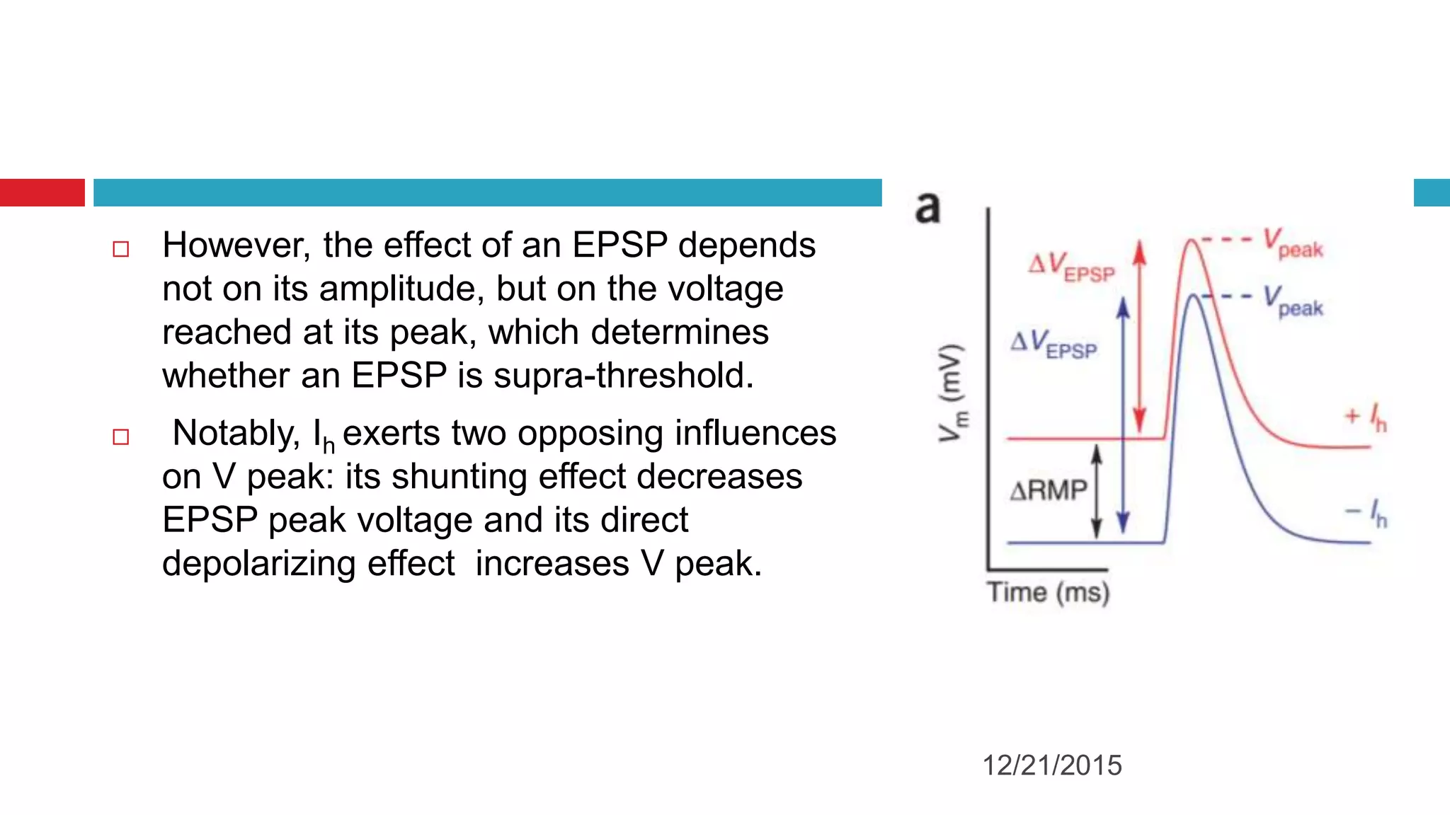  However, the effect of an EPSP depends
not on its amplitude, but on the voltage
reached at its peak, which determines
whether an EPSP is supra-threshold.
 Notably, Ih exerts two opposing influences
on V peak: its shunting effect decreases
EPSP peak voltage and its direct
depolarizing effect increases V peak.
12/21/2015
 