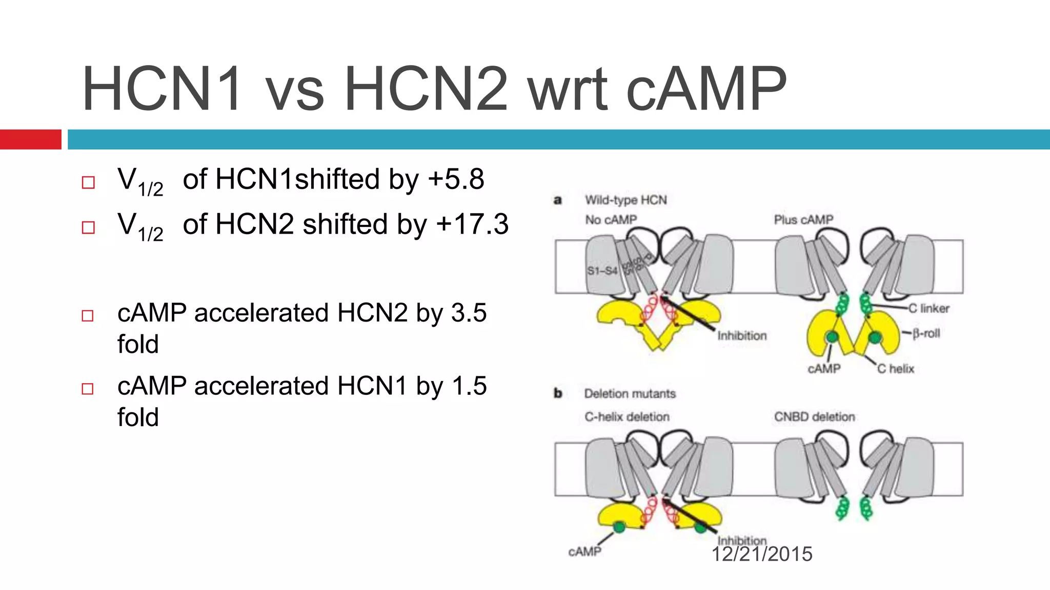 HCN1 vs HCN2 wrt cAMP
 V1/2 of HCN1shifted by +5.8
 V1/2 of HCN2 shifted by +17.3
 cAMP accelerated HCN2 by 3.5
fold
 cAMP accelerated HCN1 by 1.5
fold
12/21/2015
 