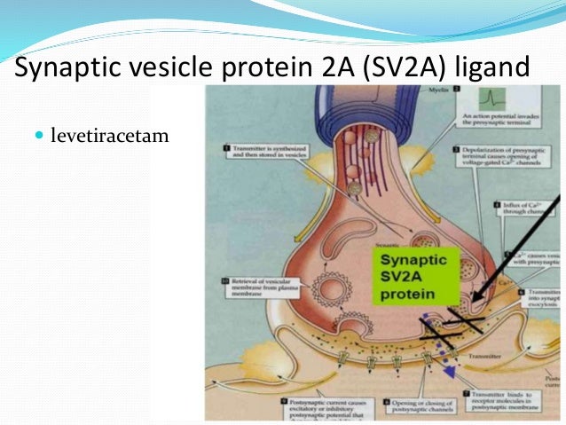 gabapentin interaction levetiracetam