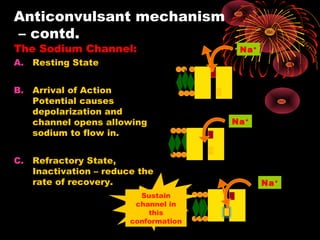 The Sodium Channel:
A. Resting State
B. Arrival of Action
Potential causes
depolarization and
channel opens allowing
sodium to flow in.
C. Refractory State,
Inactivation – reduce the
rate of recovery.
Na+
Na+
Na+
Sustain
channel in
this
conformation
Anticonvulsant mechanism
– contd.
 