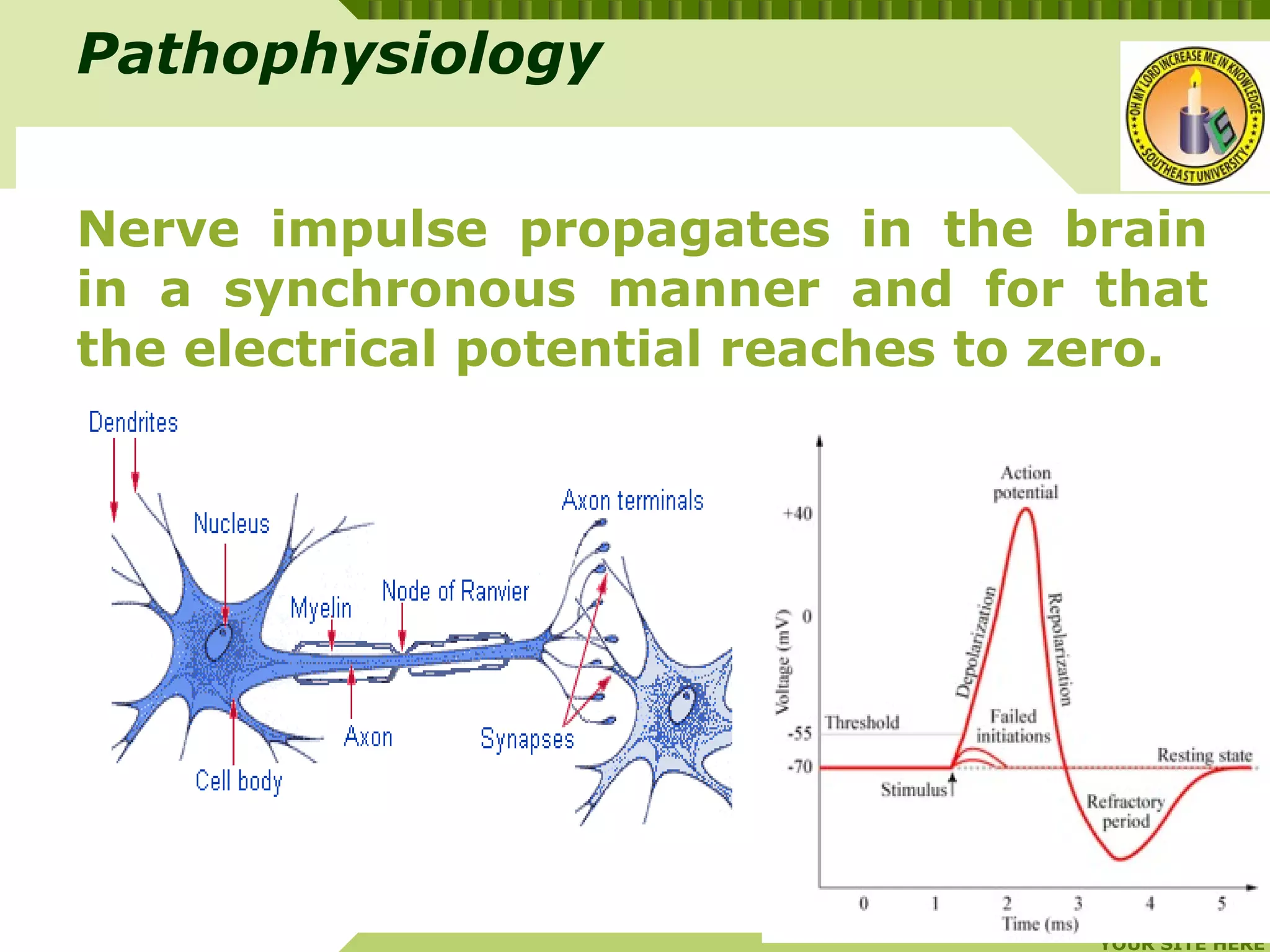 YOUR SITE HERE
LOGO
Nerve impulse propagates in the brain
in a synchronous manner and for that
the electrical potential reaches to zero.
Pathophysiology
 
