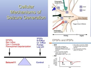 CellularCellular
Mechanisms ofMechanisms of
Seizure GenerationSeizure Generation
 