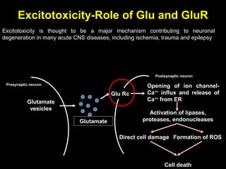 Excitotoxicity-Role of Glu and GluR
Excitotoxicity is thought to be a major mechanism contributing to neuronal
degeneration in many acute CNS diseases, including ischemia, trauma and epilepsy

Postsynaptic neuron
Presynaptic neuron

Glu Rc
Glutamate
vesicles
Glutamate

Opening of ion channelCa++ influx and release of
Ca++ from ER
Activation of lipases,
proteases, endonucleases

Direct cell damage Formation of ROS

Cell death

 