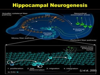 Hippocampal Neurogenesis

(Li et al., 2000)
2000

 