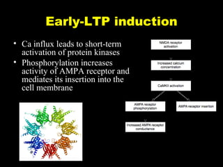 Early-LTP induction
• Ca influx leads to short-term
activation of protein kinases
• Phosphorylation increases
activity of AMPA receptor and
mediates its insertion into the
cell membrane

Calcium/calmodulin-dependent
protein kinase II (CaMKII)

 