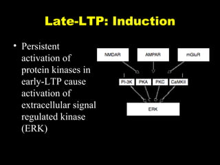 Late-LTP: Induction
• Persistent
activation of
protein kinases in
early-LTP cause
activation of
extracellular signal
regulated kinase
(ERK)

 