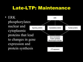 Late-LTP: Maintenance
• ERK
phosphorylates
nuclear and
cytoplasmic
proteins that lead
to changes in gene
expression and
protein synthesis

 