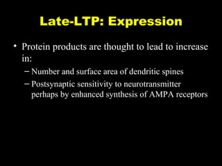 Late-LTP: Expression
• Protein products are thought to lead to increase
in:
– Number and surface area of dendritic spines
– Postsynaptic sensitivity to neurotransmitter
perhaps by enhanced synthesis of AMPA receptors

 